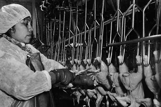 Poultry Worker Using Scissors on Line